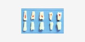 products_teeth-study-models_equipment_04 A12H-500 Permanente Zähne mit Pulpa (10 Stk.)
