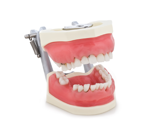 P15D-901C Parodontiemodell weiche Gingiva