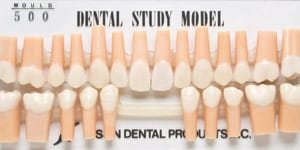 products_teeth-study-models_equipment_02 A13H-500 Epoxyd-Zähne, permanent (24 Stk.)