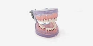 P15D-TRM205 Parodontiemodell mit transparentem, weichem Zahnfleisch