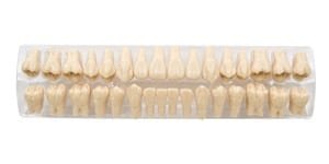 C12-AT1A Modellzähne, 2fach vergrößert (32 Stk.)