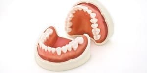 products_basic-study-models_equipment_08