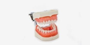 P15D-206H1-(F) (SCP) Parodontiemodell 6er anatomsche Wurzel (rosa Gingiva)