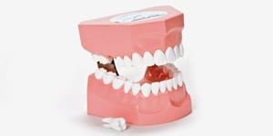 P3B-705 Zahnputzmodell OK + UK (28 Zähne)