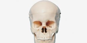 P10-SB1 Künstlicher, anatomischer Schädel mit Vitrine