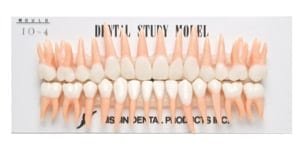 B5-io4-41 Anatomische Zähne mit Wurzel, einzeln