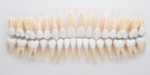 products_enlarged-model-teeth_equipment_01 B10-330 Jumbozähne mit anatomischer Wurzel, 2,5fach vergrößert (32 Stk.)