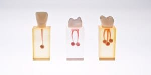 S7-U6 Pulpa Kavi.Modell einzeln mit Blase, gefärbt