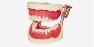 P15D-JME72 Endodontiemodell U + L + D mit Wurzelkanal