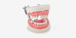 P15D-JME24 Parodontiemodell weiches Zahnfleisch